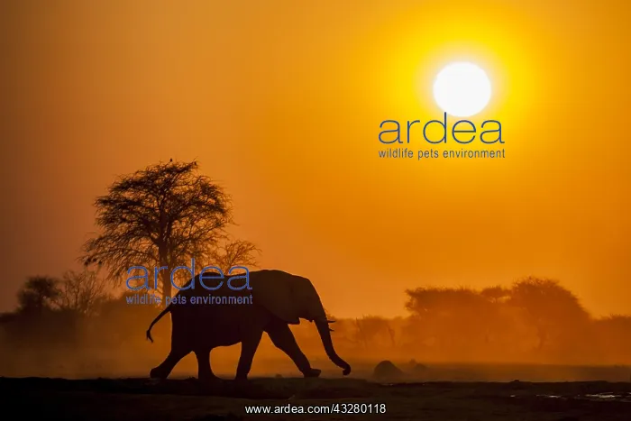 : African elephant (Loxodonta africana) runs at sunset : African elephant (Loxodonta africana) runs at sunset