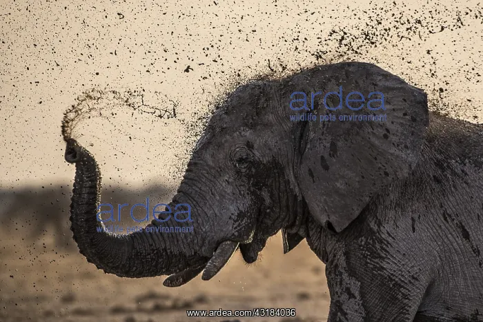 : African Elephant (Loxodonta africana) splashing : African Elephant (Loxodonta africana) splashing