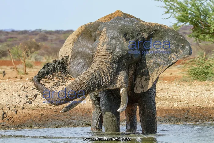 : African elephant (Loxodonta africana), spraying : African elephant (Loxodonta africana), spraying