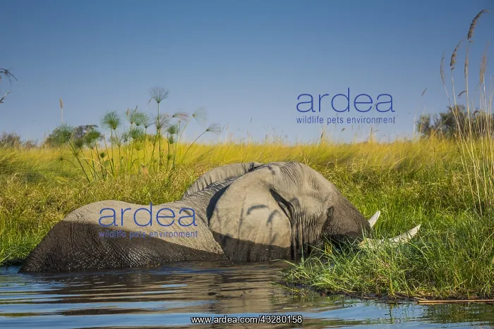 : African elephant (Loxodonta africana), standing : African elephant (Loxodonta africana), standing