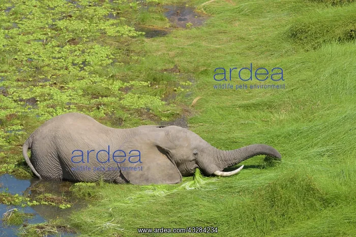 : African elephant (Loxodonta africana) stands in : African elephant (Loxodonta africana) stands in