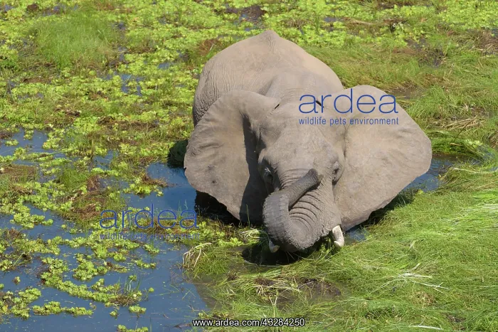: African elephant (Loxodonta africana) stands in : African elephant (Loxodonta africana) stands in