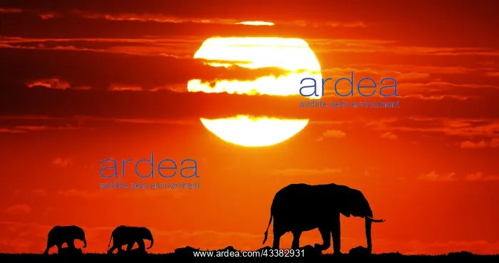 : African Elephant (loxodonta africana) at Sunset : African Elephant (loxodonta africana) at Sunset