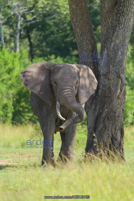 : African elephant (Loxodonta africana), on tree : African elephant (Loxodonta africana), on tree