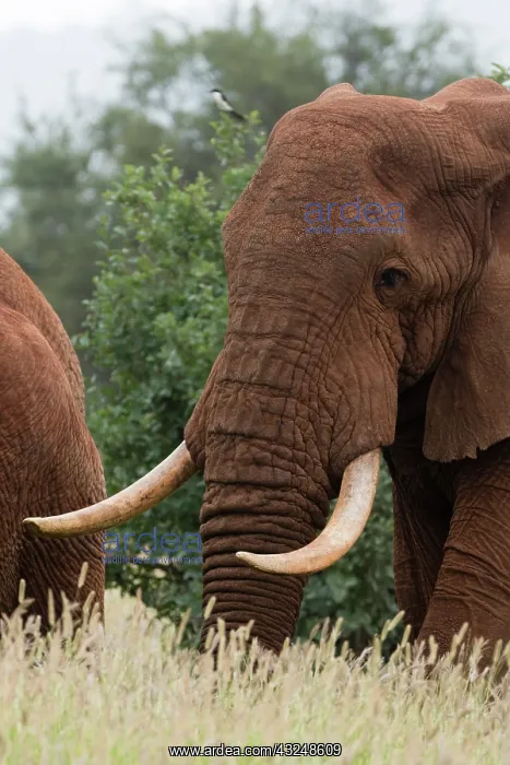 : African elephant, Loxodonta africana, Tsavo, Kenya : African elephant, Loxodonta africana, Tsavo, Kenya
