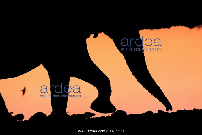 : African Elephant (Loxodonta africana) walking in : African Elephant (Loxodonta africana) walking in
