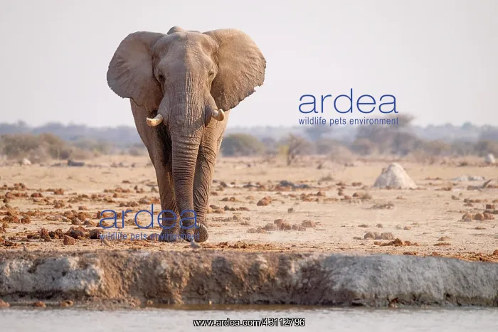 : African elephant (Loxodonta africana) at a waterhole : African elephant (Loxodonta africana) at a waterhole