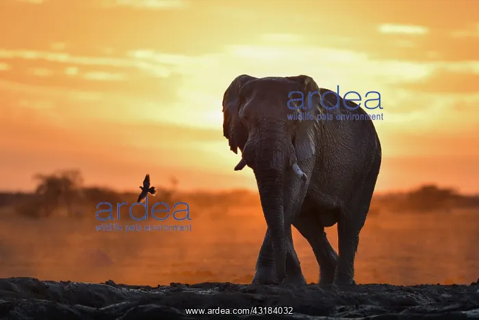 : African Elephant (Loxodonta africana) at the waterhole : African Elephant (Loxodonta africana) at the waterhole