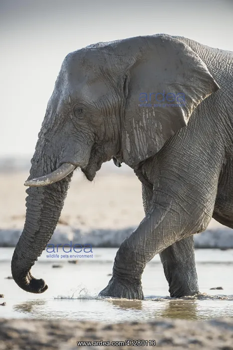 : African elephant (Loxodonta africana) in a waterhole : African elephant (Loxodonta africana) in a waterhole