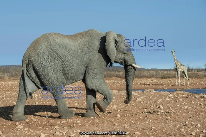 : African elephant (Loxodonta africana) at a waterhole : African elephant (Loxodonta africana) at a waterhole