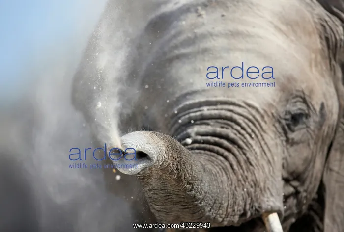  : African Elephant (Loxodonta africana) young elephant