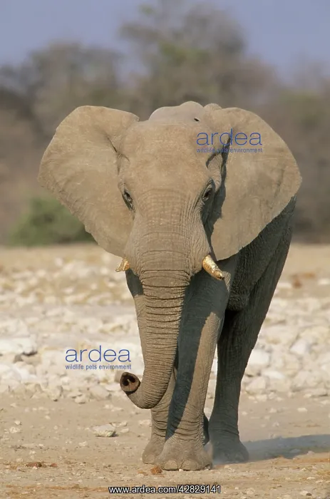 : African Elephant - Male walking : African Elephant - Male walking