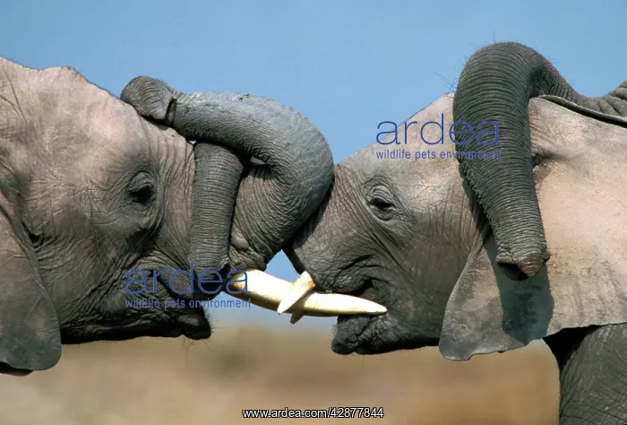 : African Elephant - two males sparring : African Elephant - two males sparring
