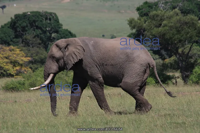 : African Elephant on the Masai Mara 1 574 : African Elephant on the Masai Mara 1 574