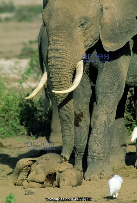  : African Elephant - mother & aunts guarding dead