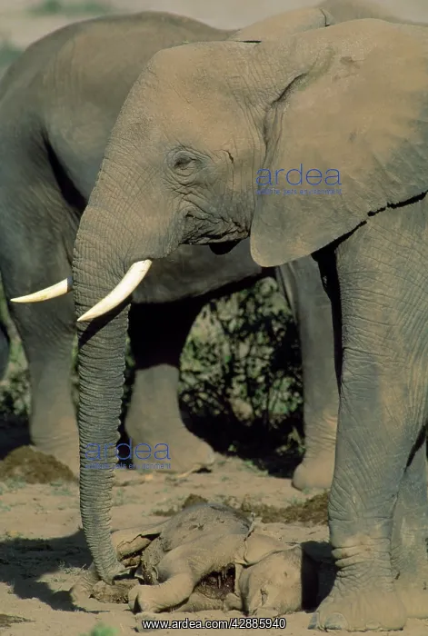  : African Elephant - mother & aunts guarding dead