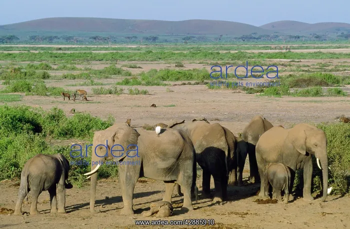  : African Elephant - mother & aunts showing intelligence