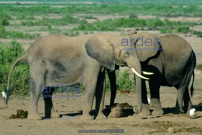  : African Elephant - mother & aunts showing intelligence