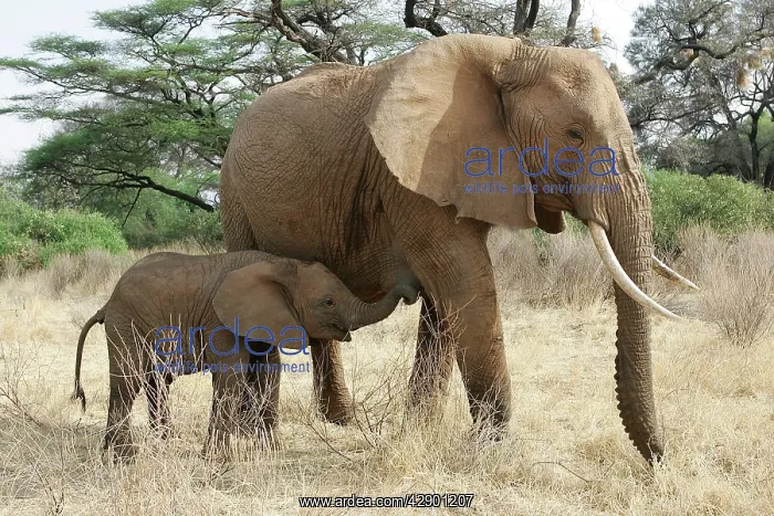 : African Elephant - mother and baby : African Elephant - mother and baby