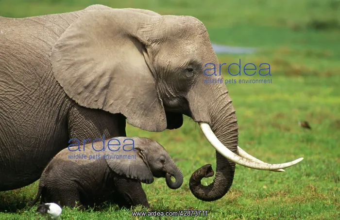  : AFRICAN ELEPHANT - mother and child