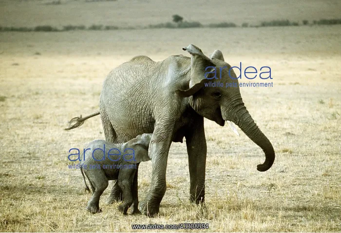 : African ELEPHANT - mother / female and calf suckling : African ELEPHANT - mother / female and calf suckling