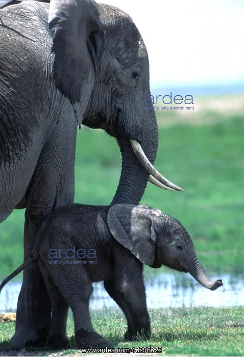  : African ELEPHANT - mother  /  female with new born (2 hrs old)