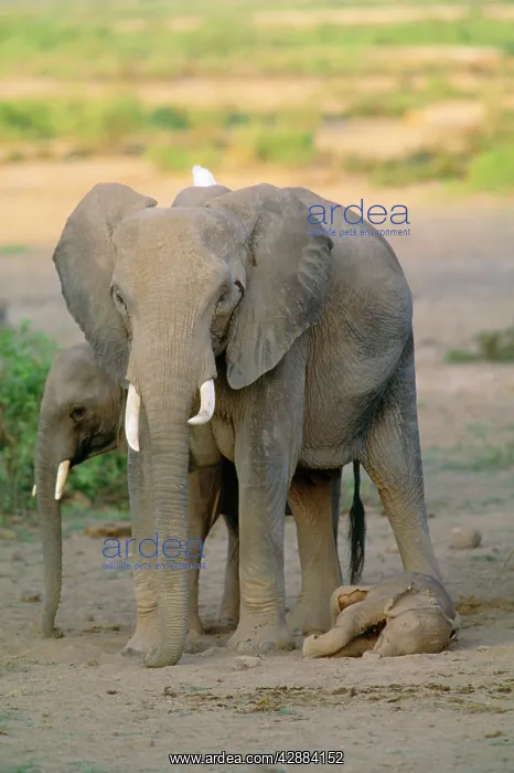  : African Elephant - mother showing intelligence