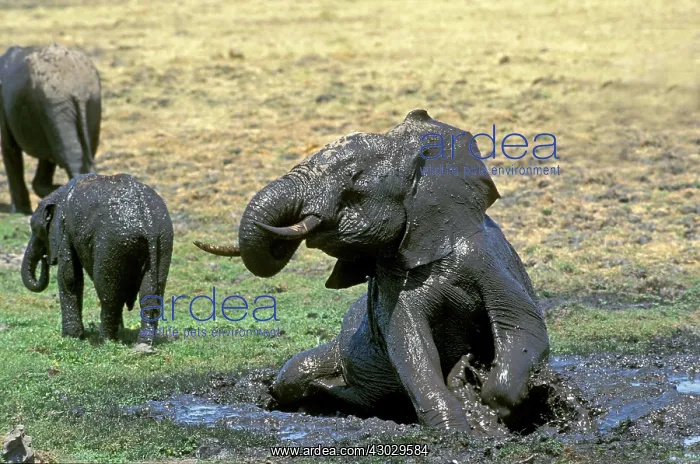  : African Elephant mud bathing