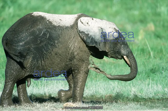  : AFRICAN ELEPHANT- mud bathing
