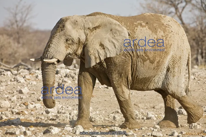 : African Elephant - After a mud and dust bath : African Elephant - After a mud and dust bath