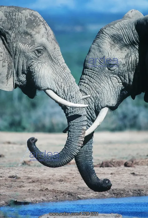 : African ELEPHANT - two muddy bulls, greeting / sparring : African ELEPHANT - two muddy bulls, greeting / sparring