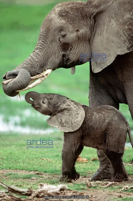  : African Elephant - new born (2 hours old) with mother