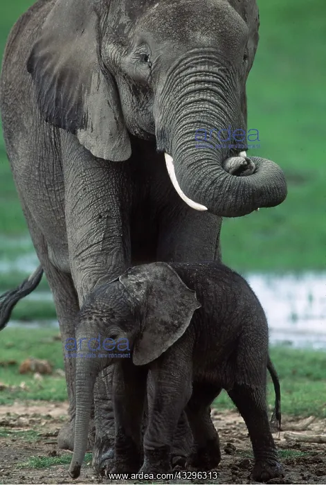  : African ELEPHANT - New born (2 hrs old) with mother  /  female