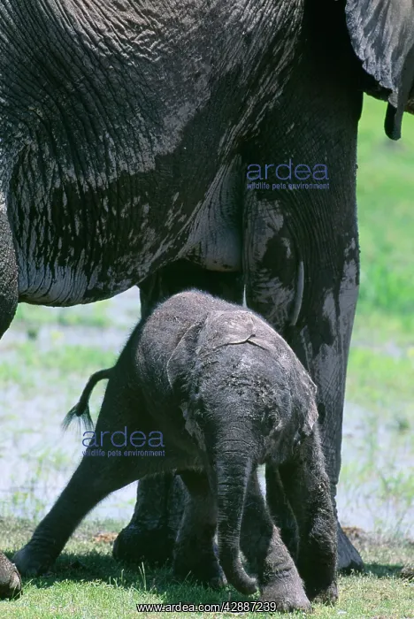  : African Elephant - newborn attempting to stand