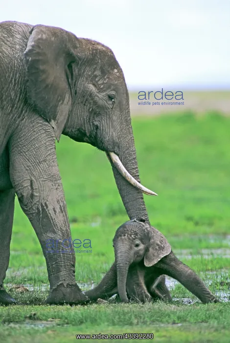  : African Elephant - with newborn calf