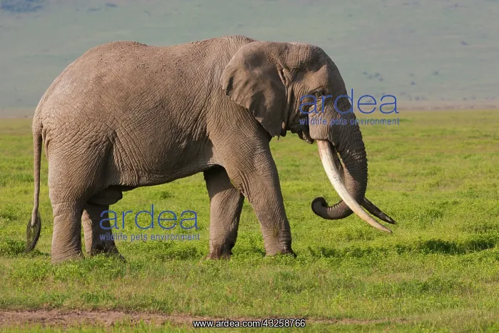 : African elephant, Ngorongoro Conservation : African elephant, Ngorongoro Conservation
