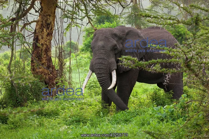 : African elephant, Ngorongoro Conservation : African elephant, Ngorongoro Conservation