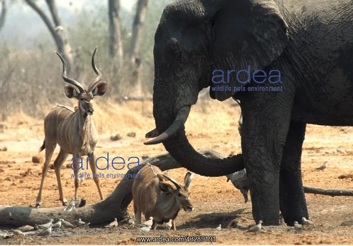 : African ELEPHANT - with Nyala : African ELEPHANT - with Nyala