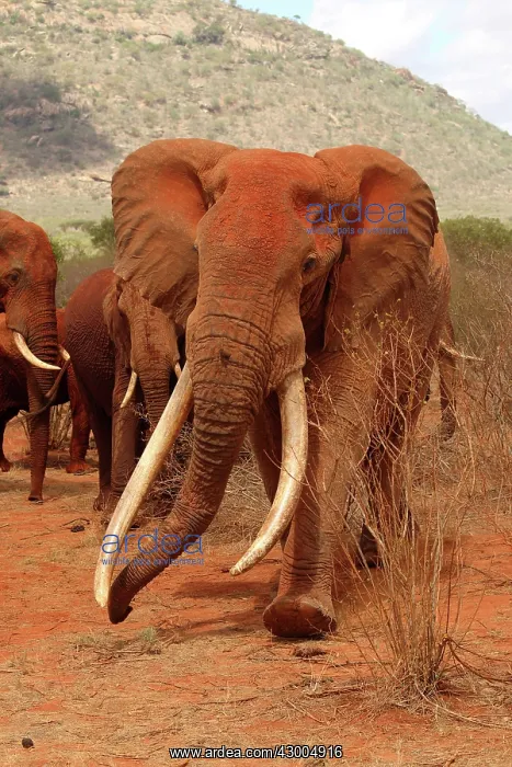 : African Elephant old bull with big tusk charging : African Elephant old bull with big tusk charging