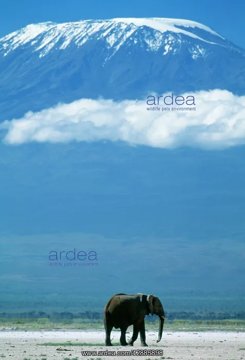  : AFRICAN ELEPHANT - old bull, with Mt. Kilimanjaro