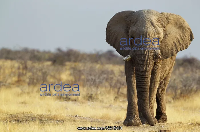 : African Elephant - old bull on his way to a waterhole : African Elephant - old bull on his way to a waterhole