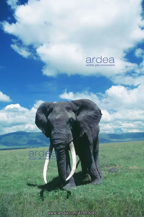 : African Elephant - Old male