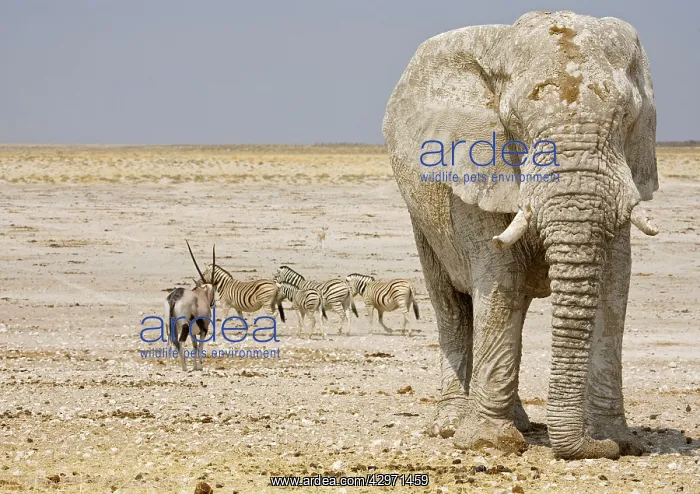 : African Elephant - with Oryx and Zebra in the background : African Elephant - with Oryx and Zebra in the background
