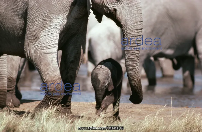 : AFRICAN ELEPHANT - Parent and Baby : AFRICAN ELEPHANT - Parent and Baby