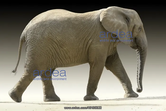 : African elephant partly isolated in gradient back : African elephant partly isolated in gradient back