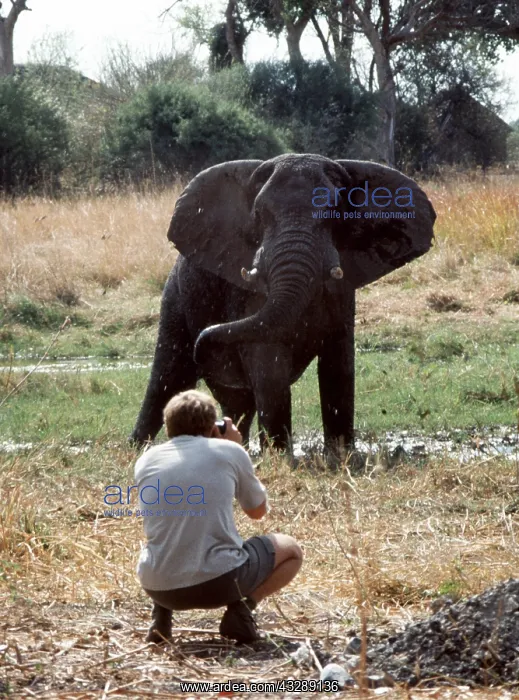 : African Elephant and photographer : African Elephant and photographer
