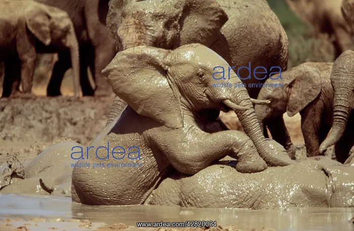 : African ELEPHANT - playing 'piggybackI in muddy : African ELEPHANT - playing 'piggybackI in muddy
