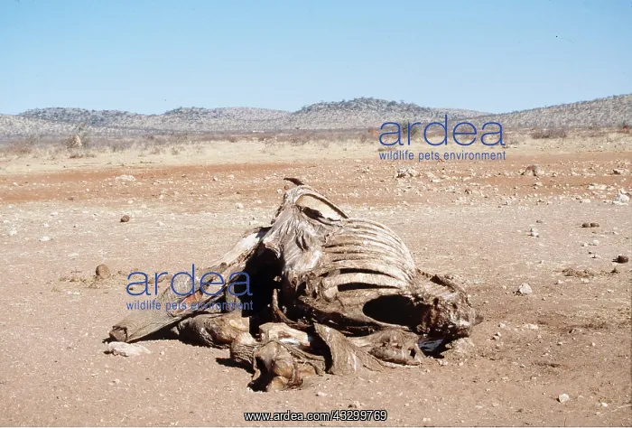: African ELEPHANT - Poached, skeleton / Carcass : African ELEPHANT - Poached, skeleton / Carcass