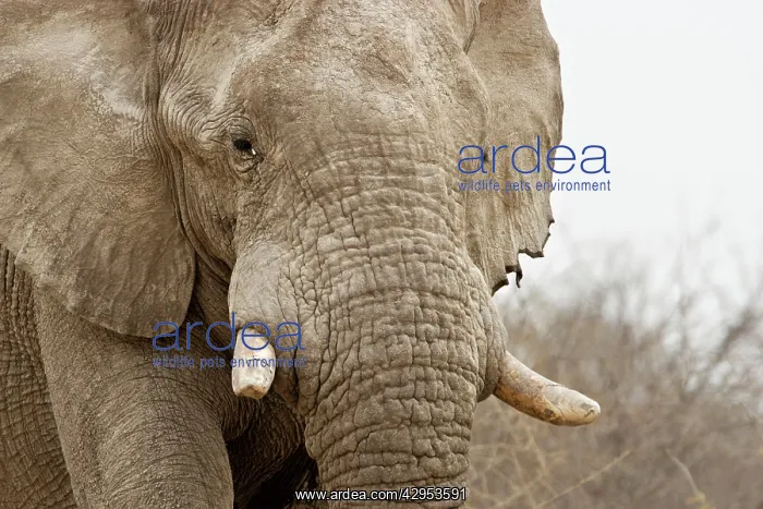 : African Elephant - Portrait : African Elephant - Portrait