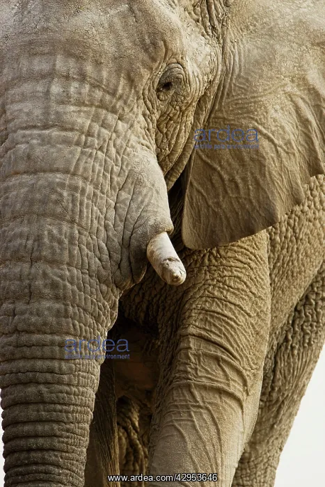 : African Elephant - Portrait : African Elephant - Portrait